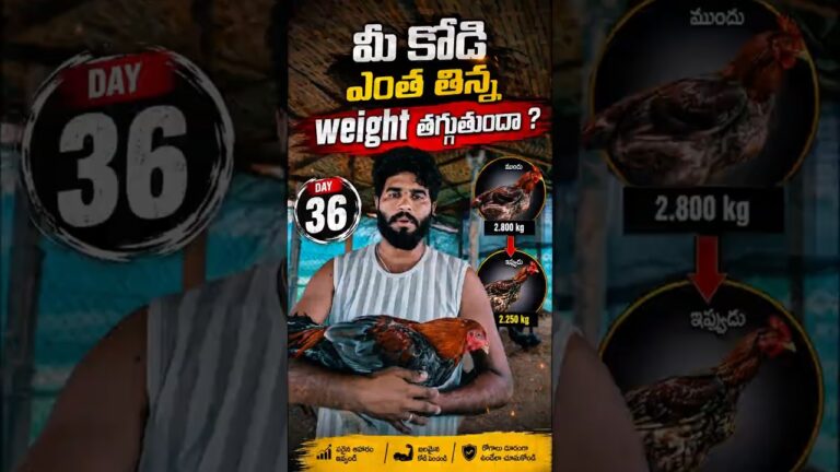 మీ Kodi Punju Weight Peragatledha? | Kodi Weight Gain Tips | Naatu Kodi Food | Chicken FarmingTelugu